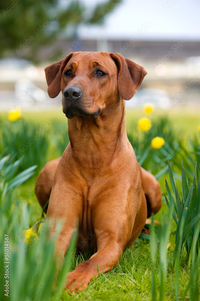 Happy cute rhodesian ridgeback dog in the spring field Happy cute rhodesian ridgeback dog in the spring field