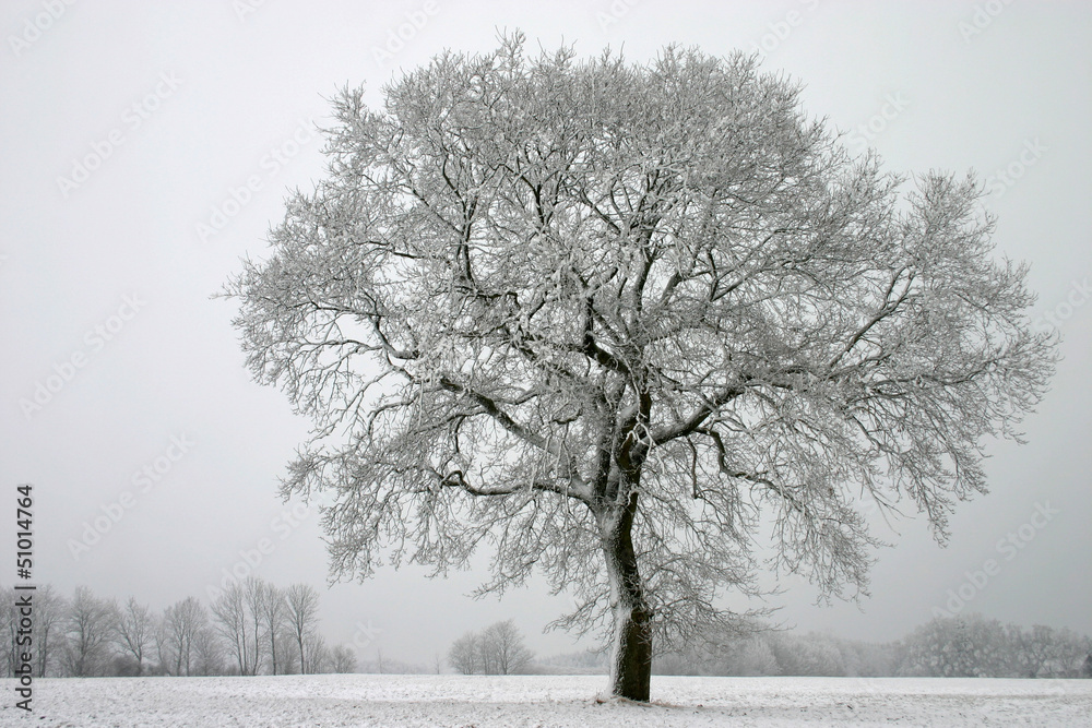 Stieleiche im Winter