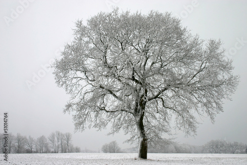 Obraz na płótnie Stieleiche im Winter w salonie