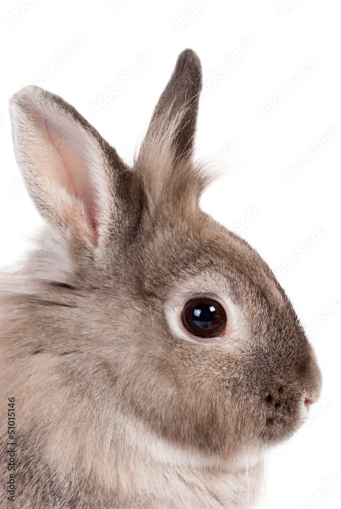 Obraz premium Portrait of a bunny rabbit
