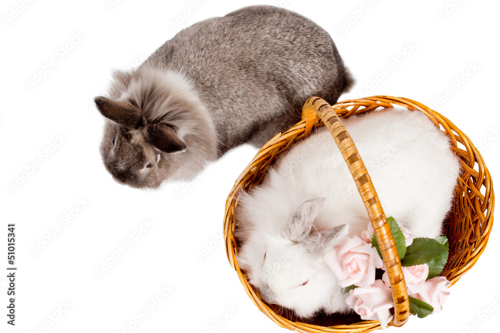 Overhead view of two pet rabbits