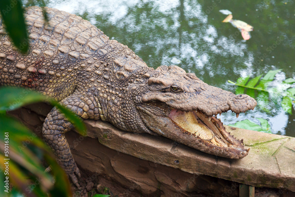 Fototapeta premium crocodile on earth
