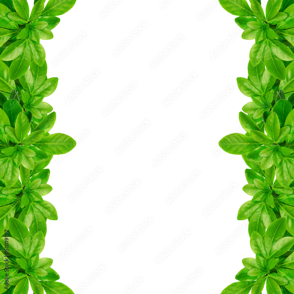 Fototapeta premium Green leaves frame