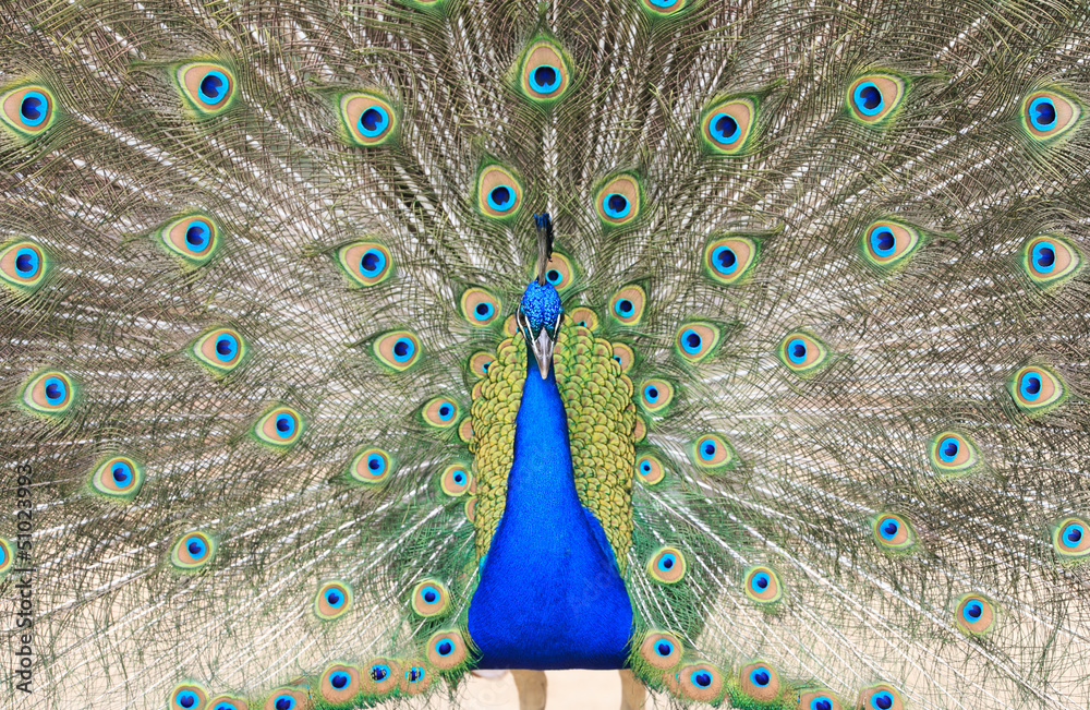 Obraz premium Peacock