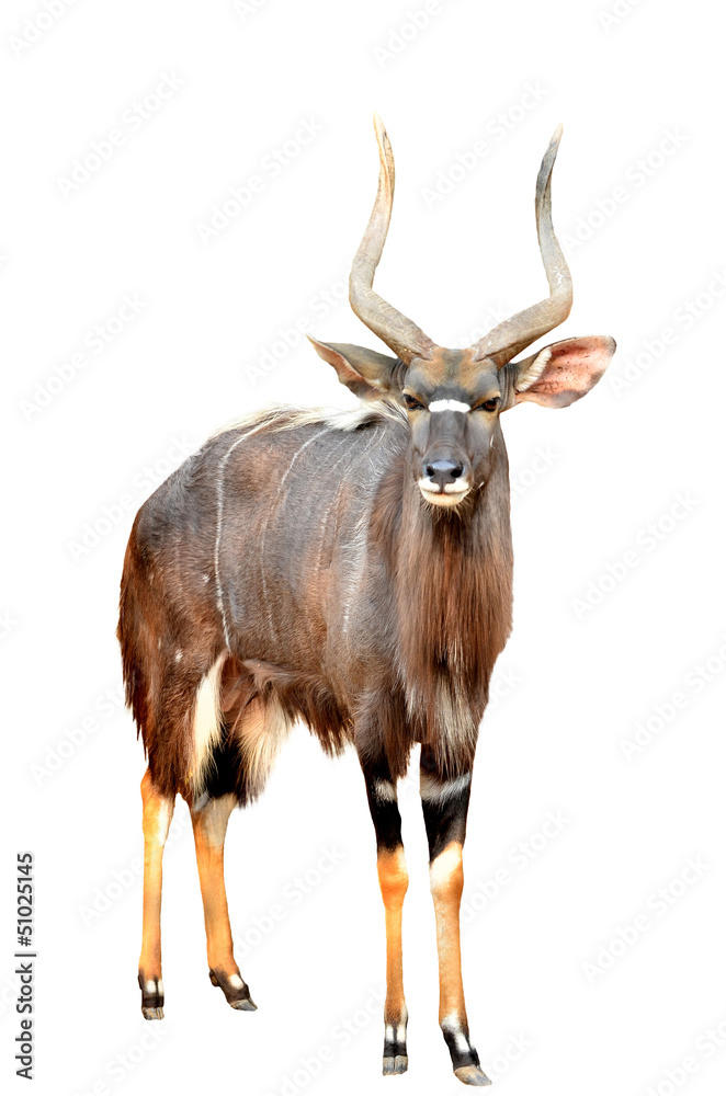 nyala isolated on white background