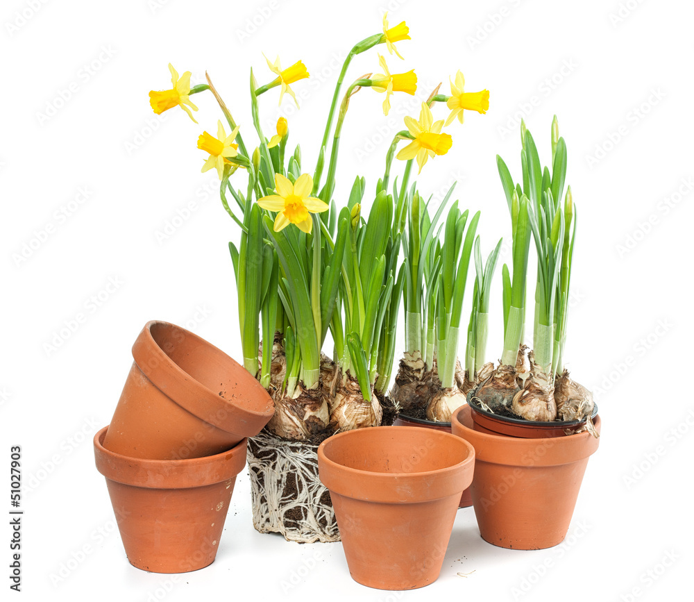 Spring Flowers - Daffodils and Plant Pots