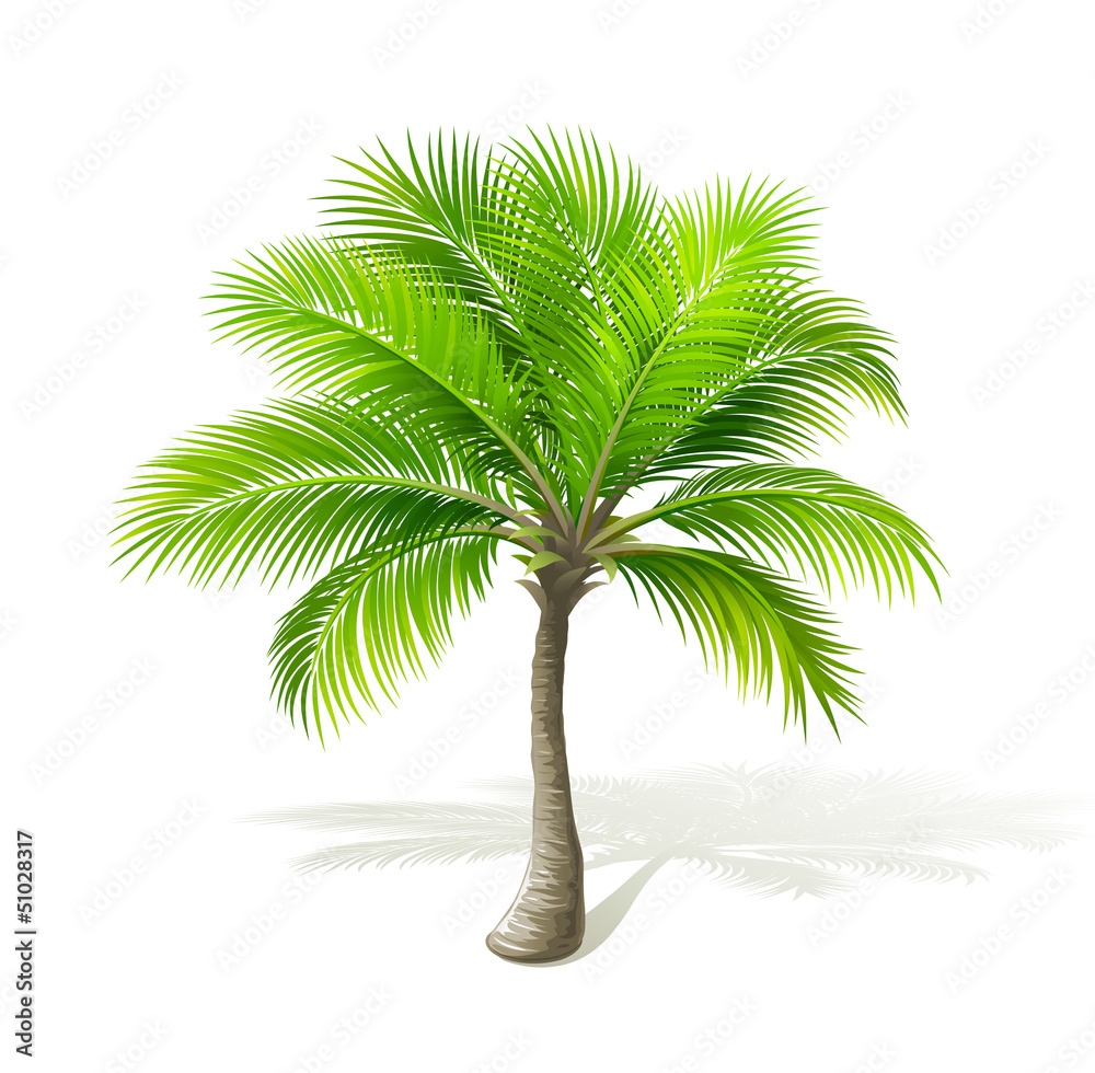 Fototapeta premium Palm tree