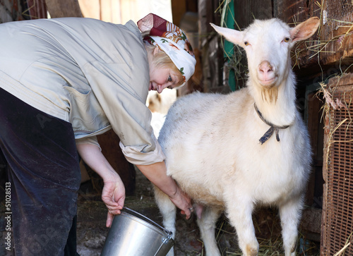 woman milking a goat