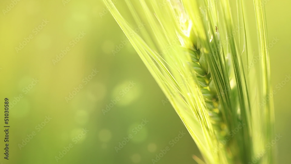 Ear of wheat on an abstract background Ear of wheat on an abstract background