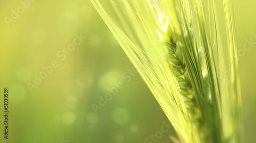 Ear of wheat on an abstract background