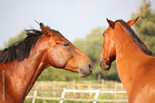 Konstfotografi Two brown horses nuzzling each other