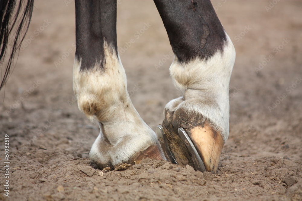 Naklejka premium Horse hoofs with horseshoe close up