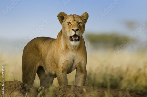 sfondo di leonessa con sguardo pericoloso