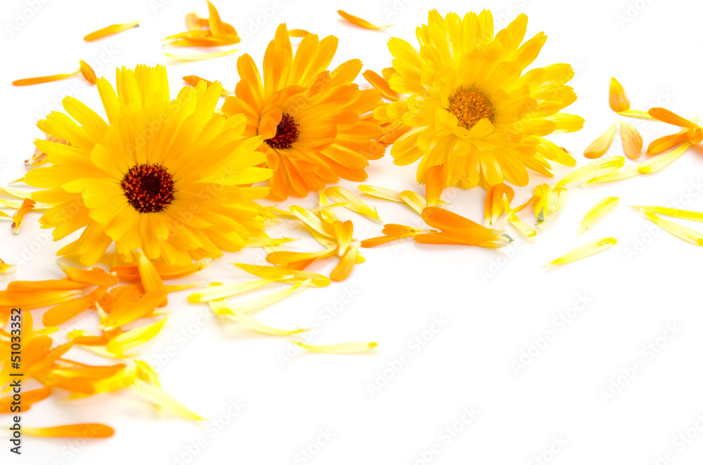 Fototapeta premium Nagietki i płatki