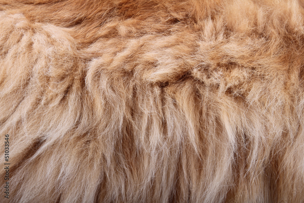 fluffy animal fur texture fluffy animal fur texture