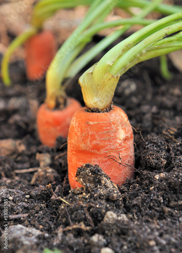 carottes dans potager