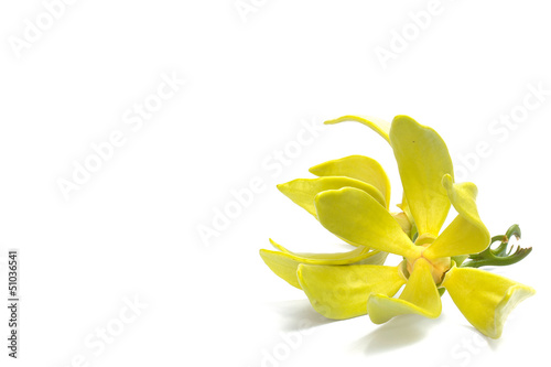 Ylang-ylang flower photo