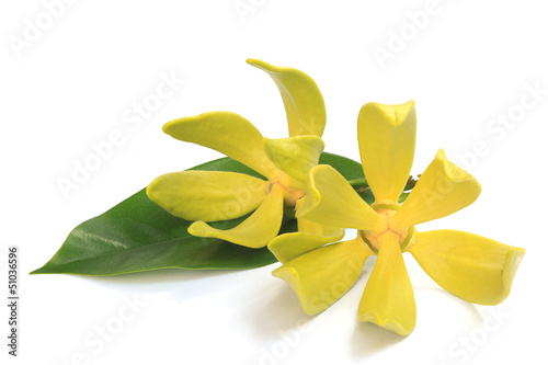 Fototapeta Naklejka Na Ścianę i Meble -  Ylang-ylang flower