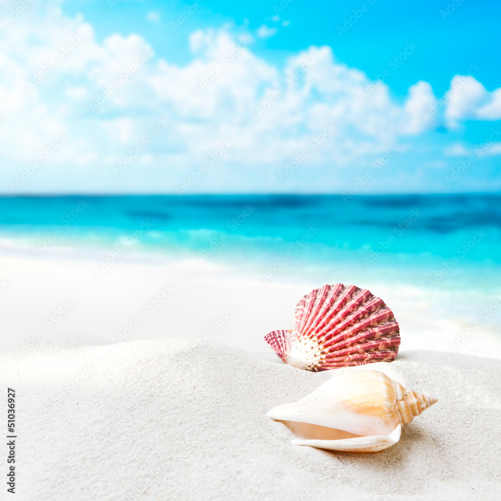 Shell on the beach Shell on the beach