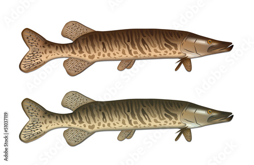 Pike detailed vector illustration