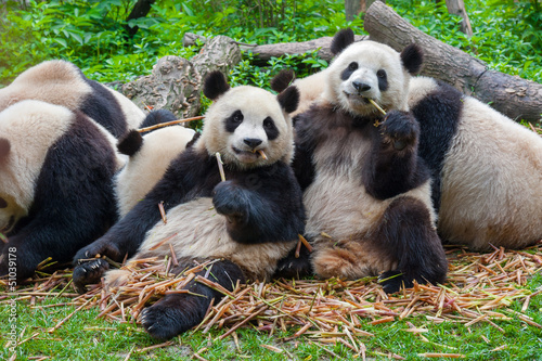 Obraz na plátně Panda bears eating together