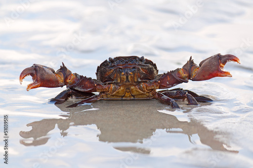 crab