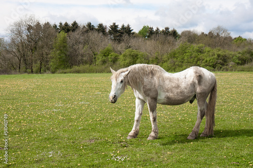 Old horse in a meadow with dandelions