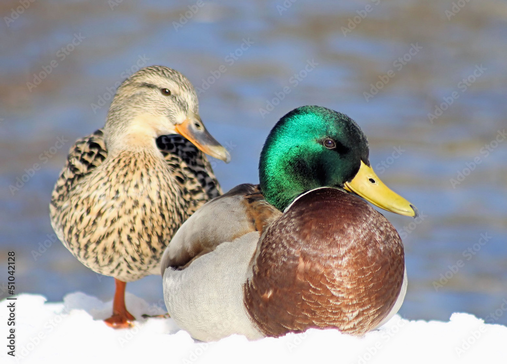 Mallard Duck Mates - resting on snow, lake in background Mallard Duck Mates - resting on snow, lake in background