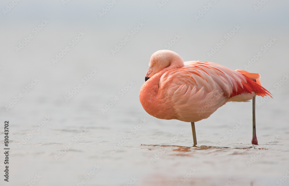 Naklejka premium Chilean Flamingo at a lake in the Netherlands