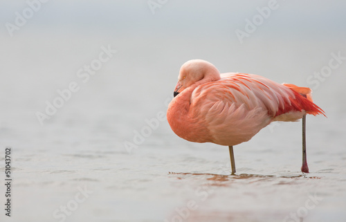 Chilean Flamingo at a lake in the Netherlands