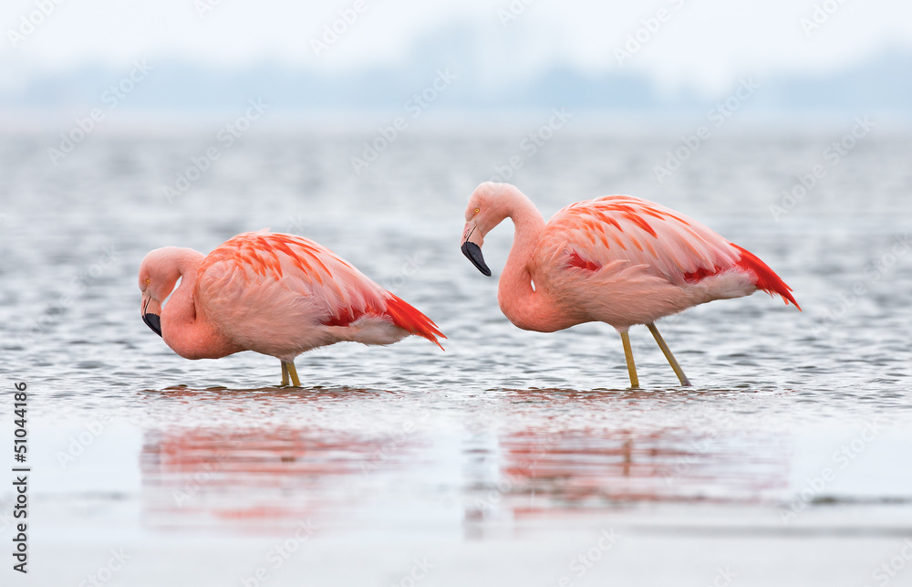 Naklejka premium Chilean Flamingo at a lake in the Netherlands