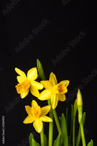 Fototapeta Naklejka Na Ścianę i Meble -  Daffodil