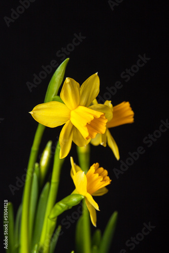 Daffodil