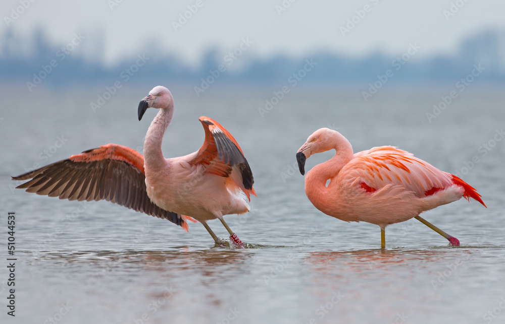 Obraz premium Chilean Flamingo