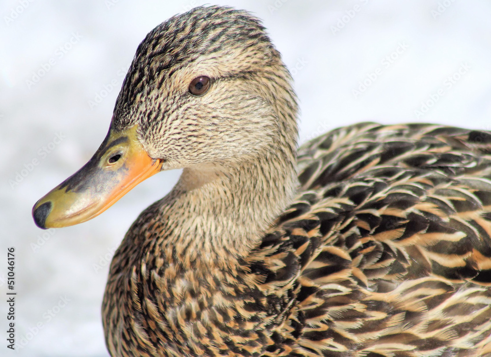 Mallard Duck Female - also called a Hen Mallard Duck Female - also called a Hen