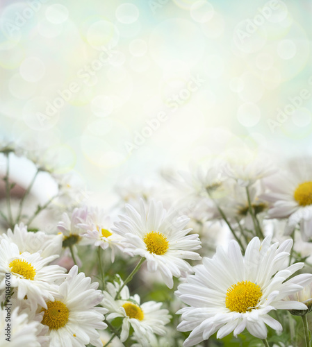 Fototapeta Naklejka Na Ścianę i Meble -  white flowers