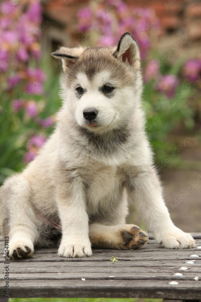 Alaskan Malamute puppy
