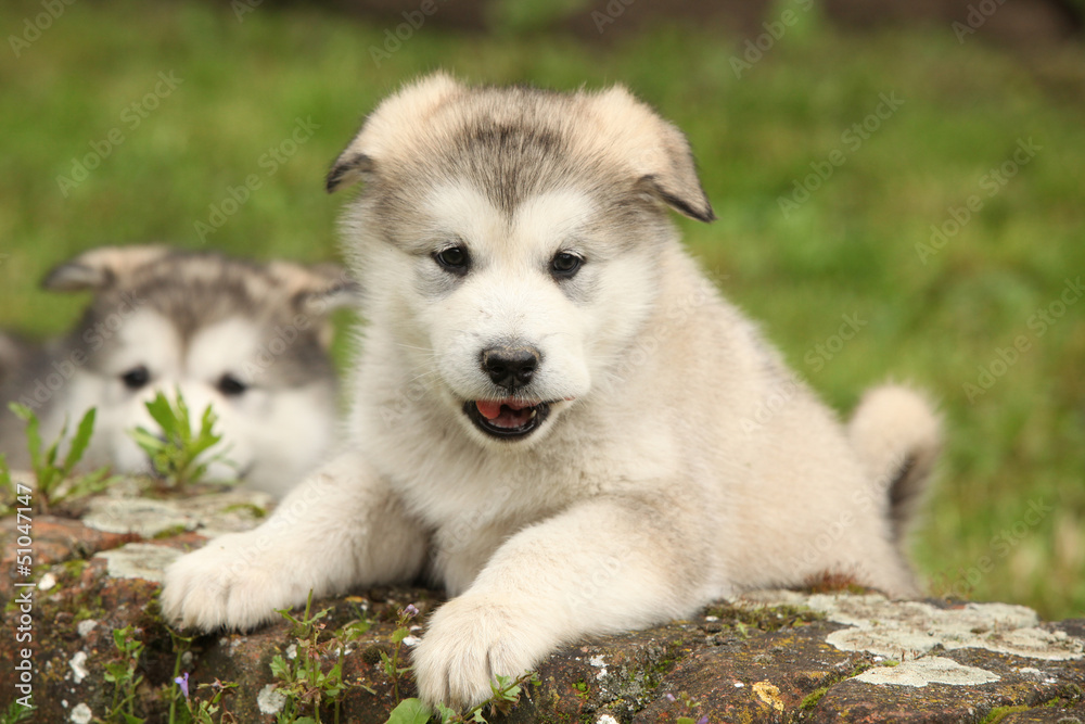 Alaskan Malamute puppy looking Alaskan Malamute puppy looking