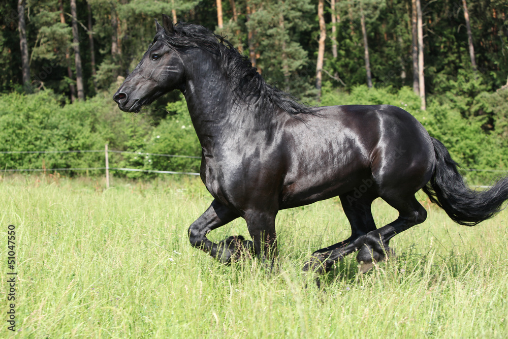Black friesian stallion running Black friesian stallion running