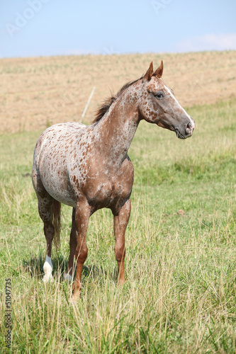 Portrait of nice appaloosa mare