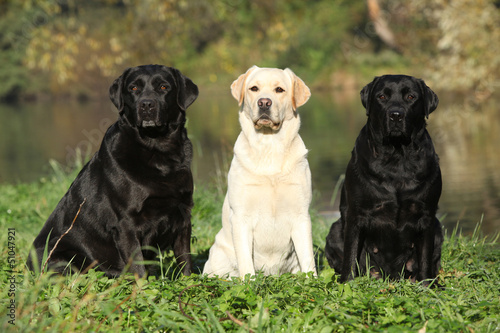 Fototapeta Naklejka Na Ścianę i Meble -  Three dogs in front of the water