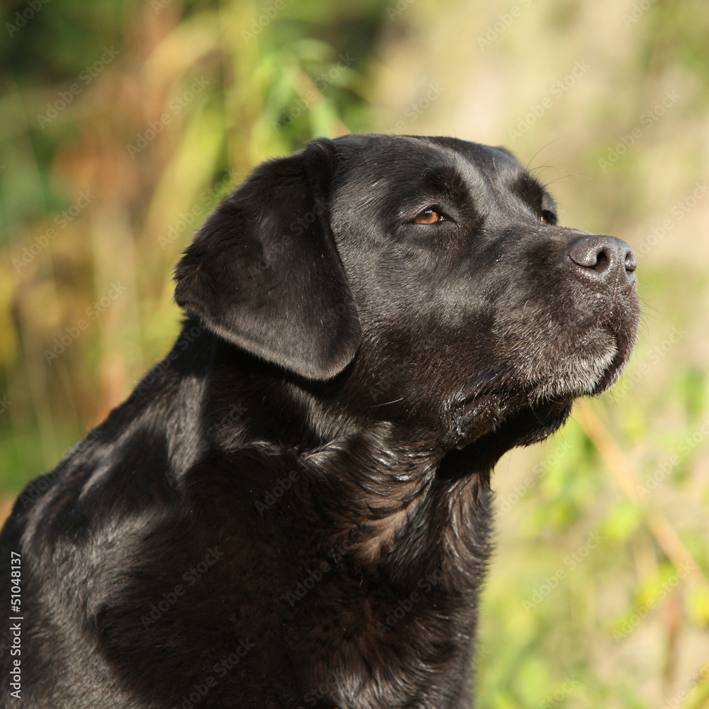 Portrait of beautiful black labrador retriever in nature