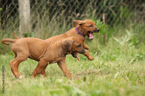 Rhodesian ridgeback puppies