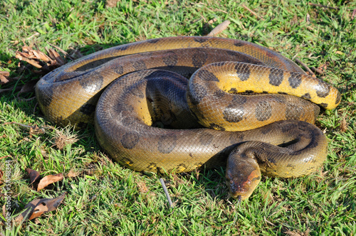 Anaconda in Venezuela