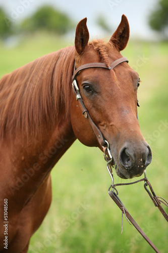Nice Quarter horse stallion with western bridle © Zuzana Tillerova