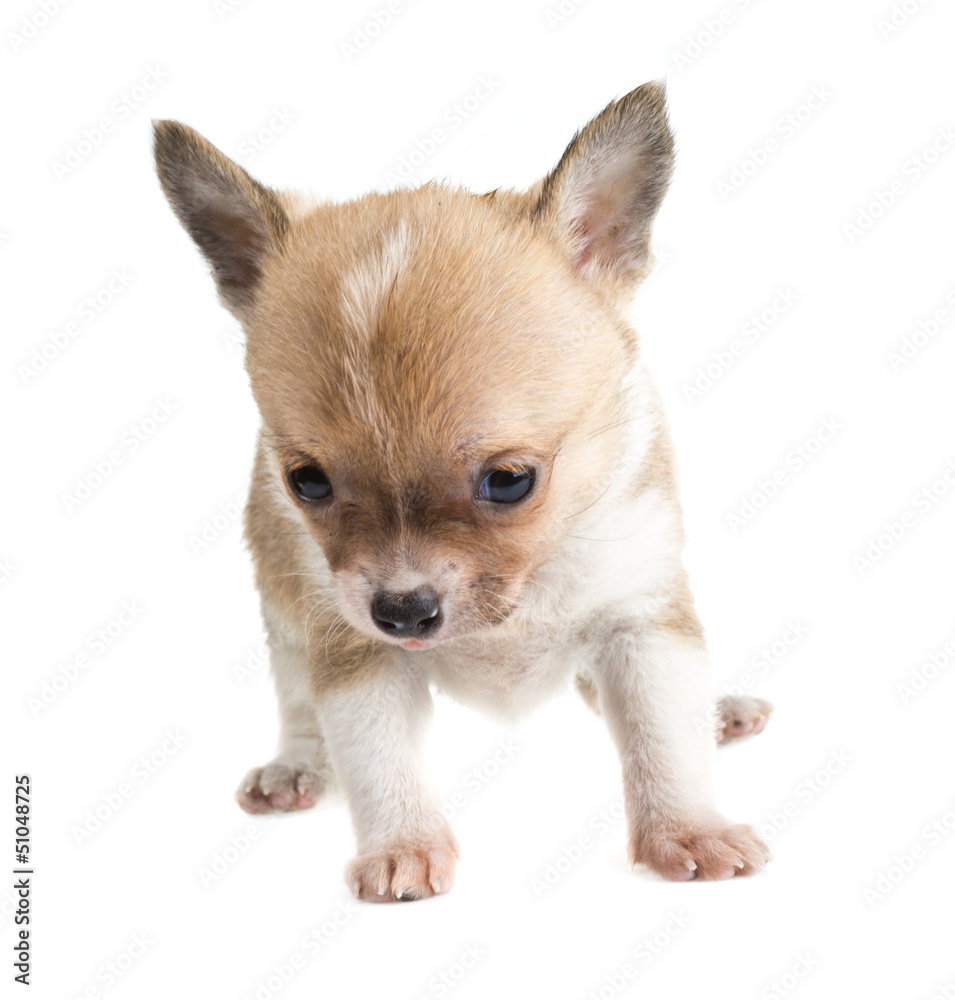 Chihuahua Chihuahua