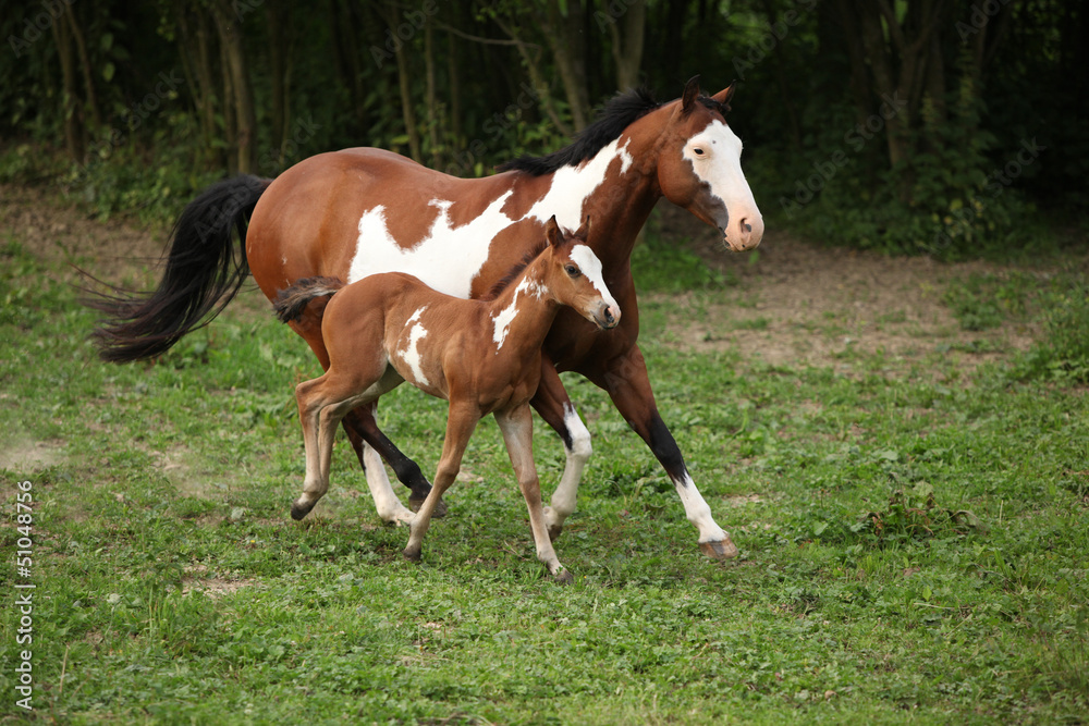 Paint horse mare with adorable foal on pasturage