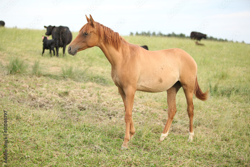 Young chestnut horse on pasturage