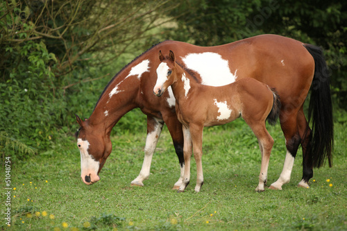 Paint horse mare with adorable foal