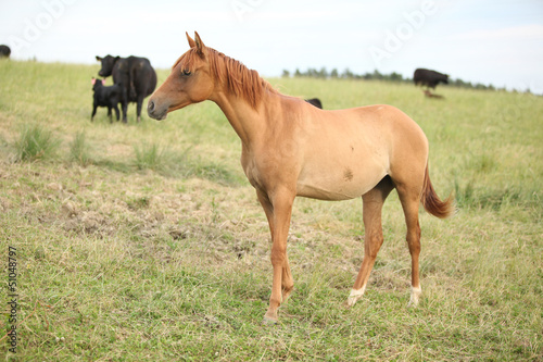 Young chestnut horse on pasturage